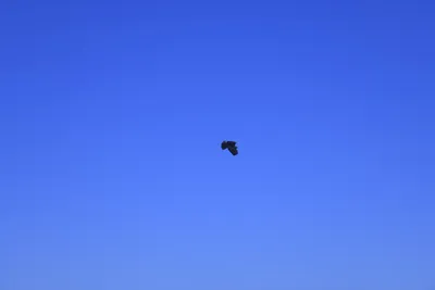 DSC_0781 (Large).JPG